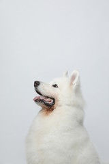 A cute white Samoyed dog makes all kinds of funny expressions on a white background