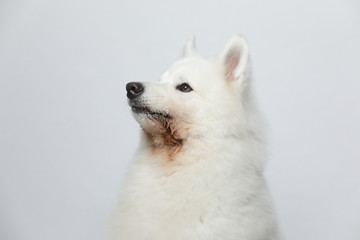 Obraz na płótnie Canvas A cute white Samoyed dog makes all kinds of funny expressions on a white background