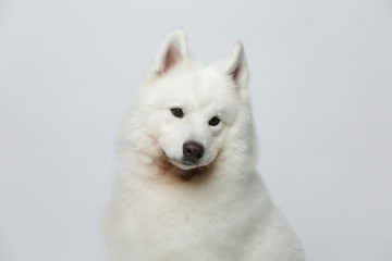 A cute white Samoyed dog makes all kinds of funny expressions on a white background