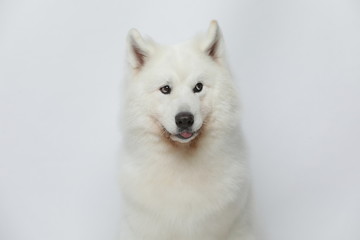 A cute white Samoyed dog makes all kinds of funny expressions on a white background