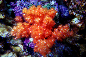 Fototapeta na wymiar Orange Flower Tree Coral - Scleronephthya spp.