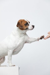 A greyish Jack Russell Terrier makes subtle expressions on a white background