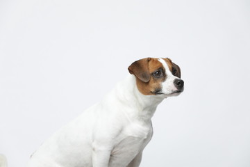 A greyish Jack Russell Terrier makes subtle expressions on a white background