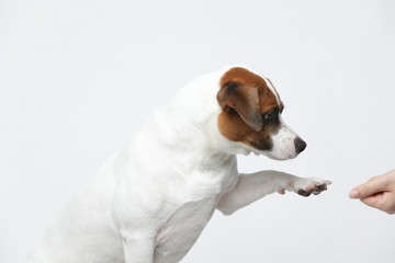 A greyish Jack Russell Terrier makes subtle expressions on a white background