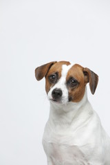 A greyish Jack Russell Terrier makes subtle expressions on a white background