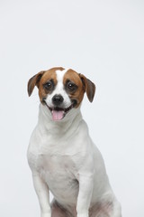 A greyish Jack Russell Terrier makes subtle expressions on a white background