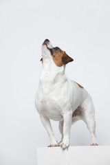 A greyish Jack Russell Terrier makes subtle expressions on a white background