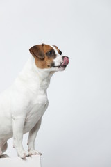 A greyish Jack Russell Terrier makes subtle expressions on a white background