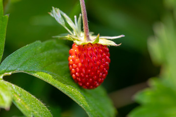 Closeup view of fresh wild strawberry growing in the forest. Image