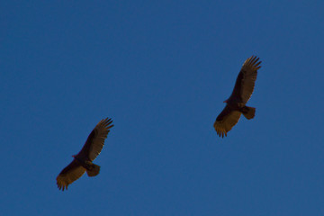 flying