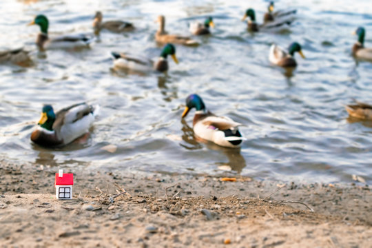 a small house stands on the Bank of the river against the background of floating ducks, symbolizing housing in nature, a village house