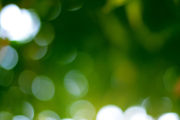 Sunny abstract green nature background, selective focus