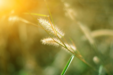 Obraz premium Liliopsida, Poaceae grass meadow flower in warm light