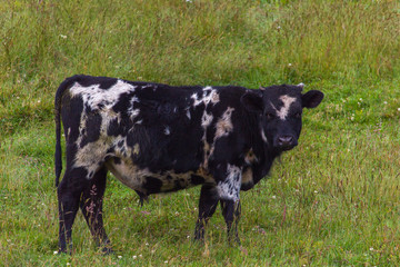 cow in a field sumapaz colombia