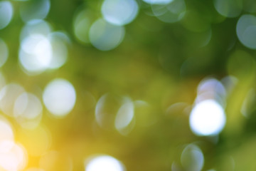 Obraz premium Sunny abstract green nature background, selective focus