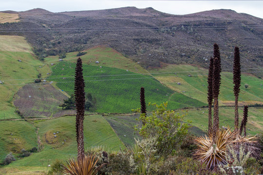 mountain sumapaz colombia