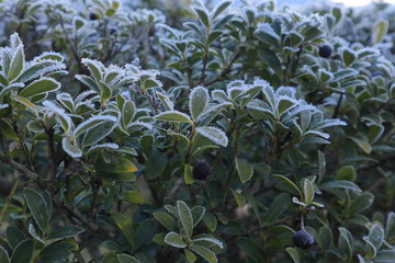 霜が付いた植物の葉　冬