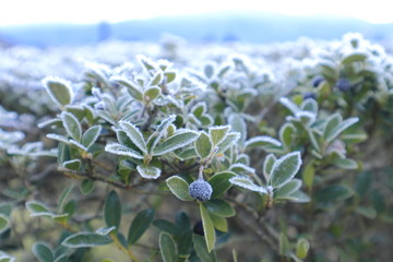 霜が付いた植物の葉　冬