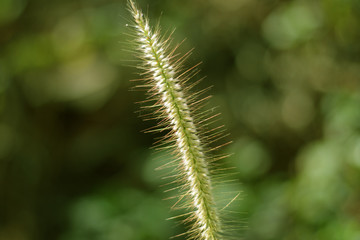  Liliopsida, Poaceae grass meadow flower in warm light