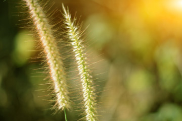  Liliopsida, Poaceae grass meadow flower in warm light