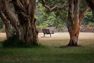 Empty bench between two trees in the park.