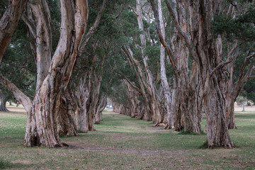 Perspective of line of trees in the park.