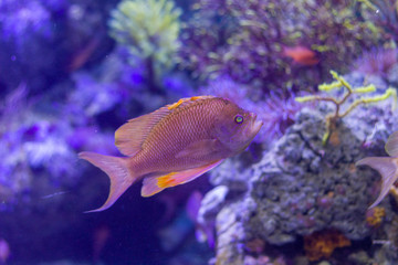 tropical fish in sea