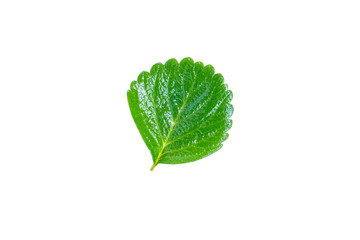 Fototapeta na wymiar Leaves of strawberry in isolated white background.clipping path