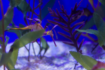 sea horse in aquarium