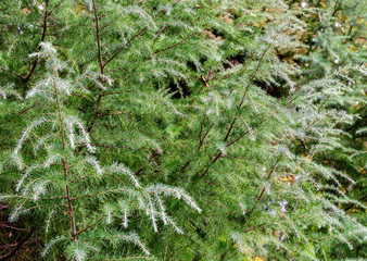 Dark green coniferous branches. Cloudy day in the forest