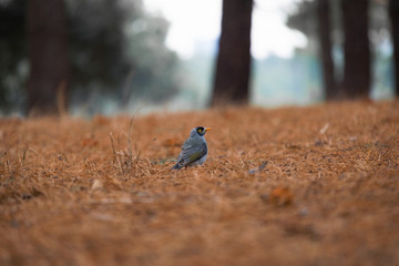 A little bird standing in the dry grass.