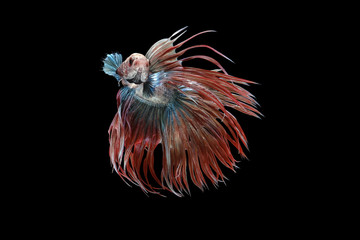 White red and blue crowntail , White red and blue betta fish, Siamese fighting fish, betta splendens (Halfmoon betta, Pla-kad (Biting fish) isolated on black background.