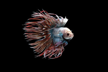 White red and blue crowntail , White red and blue betta fish, Siamese fighting fish, betta splendens (Halfmoon betta, Pla-kad (Biting fish) isolated on black background.