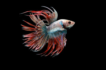 White red and blue crowntail , White red and blue betta fish, Siamese fighting fish, betta splendens (Halfmoon betta, Pla-kad (Biting fish) isolated on black background.