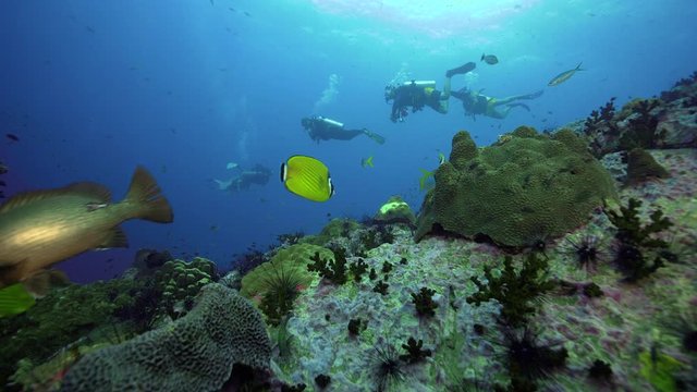 4k SCUBA divers over coral reef