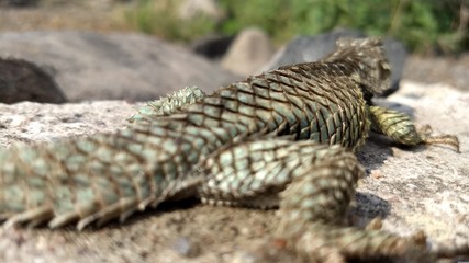 GREEN LIZARD