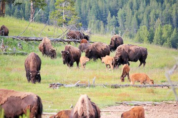 Herd of Bison with calf, Yellowsone National Park