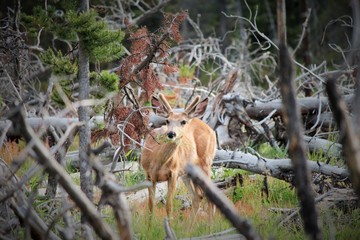 Deer in Yellowstone National Park