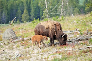 Bison with calf, Yellowstone National Park
