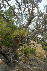 Exploring Whale Bay, Beautiful Beach Near Whangarei New Zealand