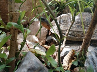 TURTLE ON GARDEN