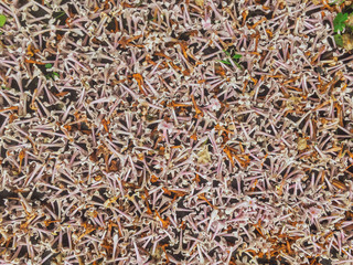 Background of dry fallen lilac flowers on the ground