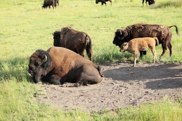 Herd of Bison, Yellowstone National Park
