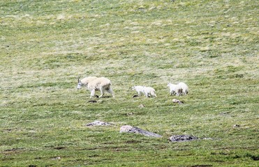 Fototapeta premium Mountain Goat Family, Yellowstone National Park