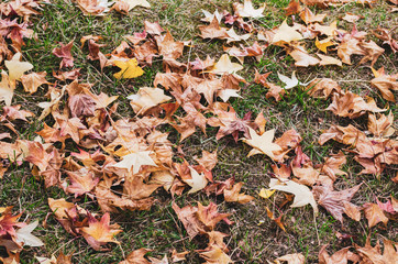 Yellow and red fallen leaves. Soft and warm shadow