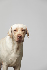 The simple Labrador makes all kinds of funny expressions on the white background