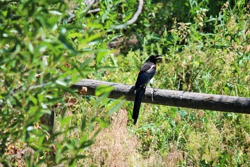 Black Bird, Yellowstone National Park