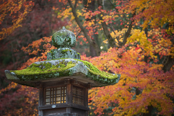 苔生す石灯籠と紅葉