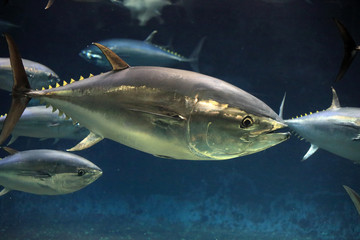 Pacific bluefin tuna (Thunnus orientalis) in Japan