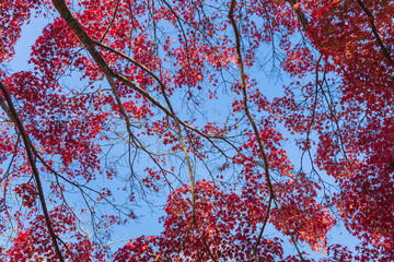 青空に映えるオオモミジの紅葉